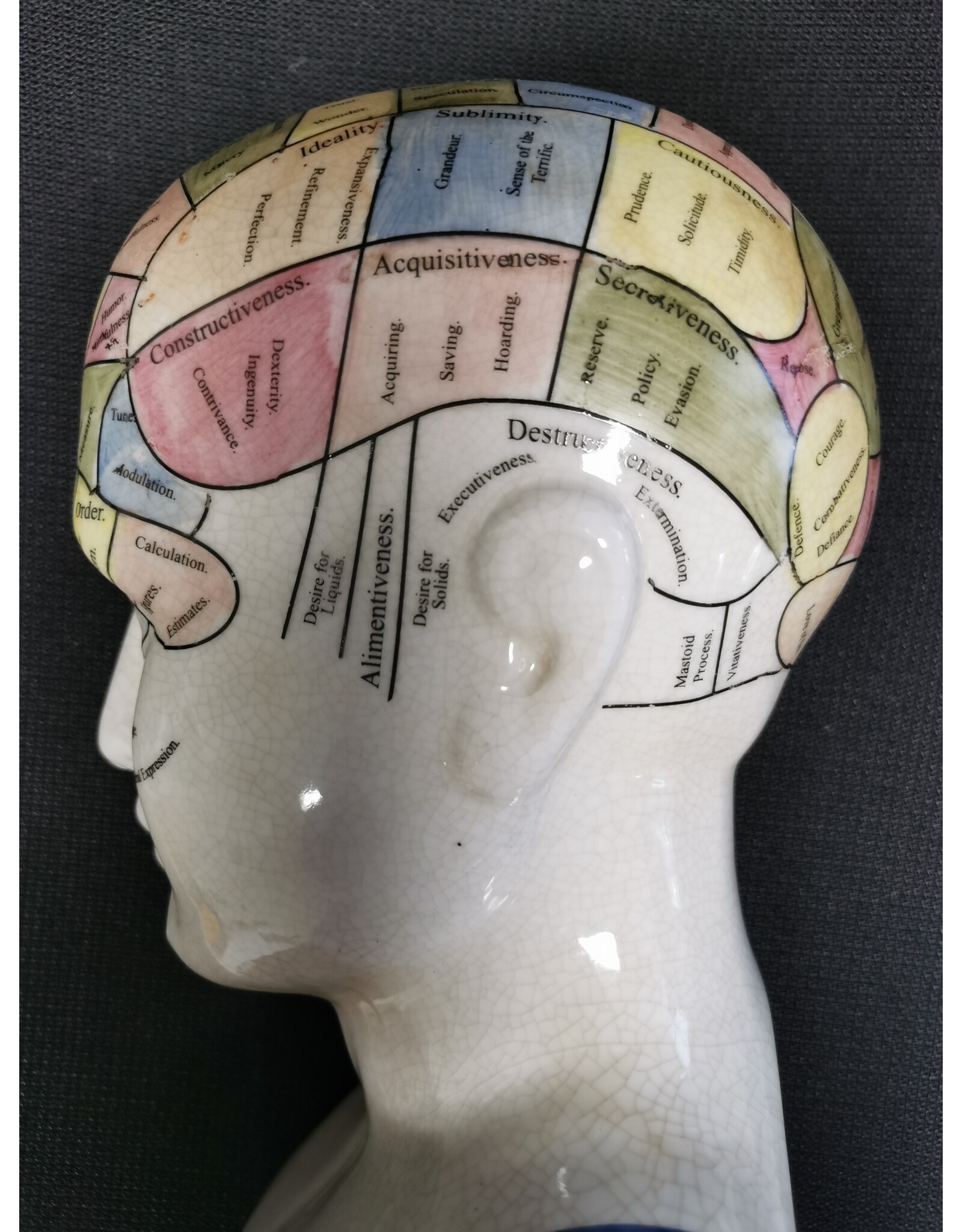 Trukado Miscellaneous -  Phrenology Keramiek XHoofd Large (29cm)