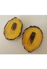 Trukado Miscellaneous - Cicade Fossiel Gegoten in Kunsthars 11cm