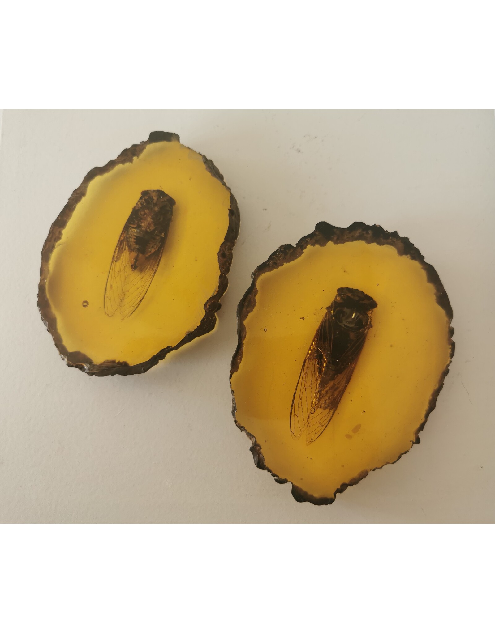 Trukado Miscellaneous - Cicade Fossiel Gegoten in Kunsthars 11cm