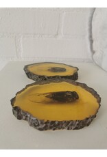 Trukado Miscellaneous - Cicada Fossil Cast in Resin 11cm