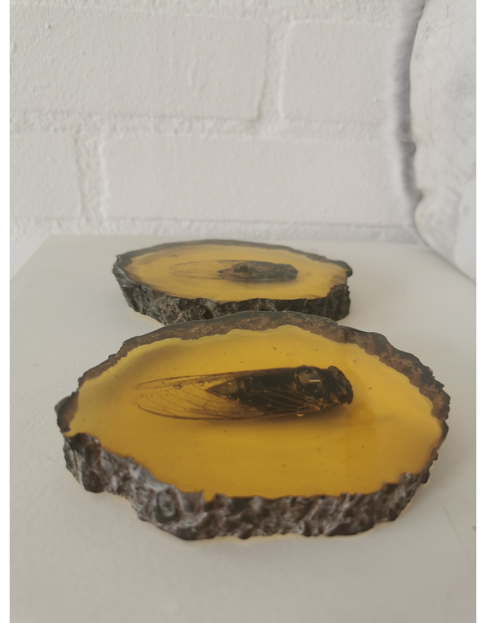 Trukado Miscellaneous - Cicada Fossil Cast in Resin 11cm