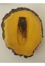 Trukado Miscellaneous - Cicada Fossil Cast in Resin 11cm