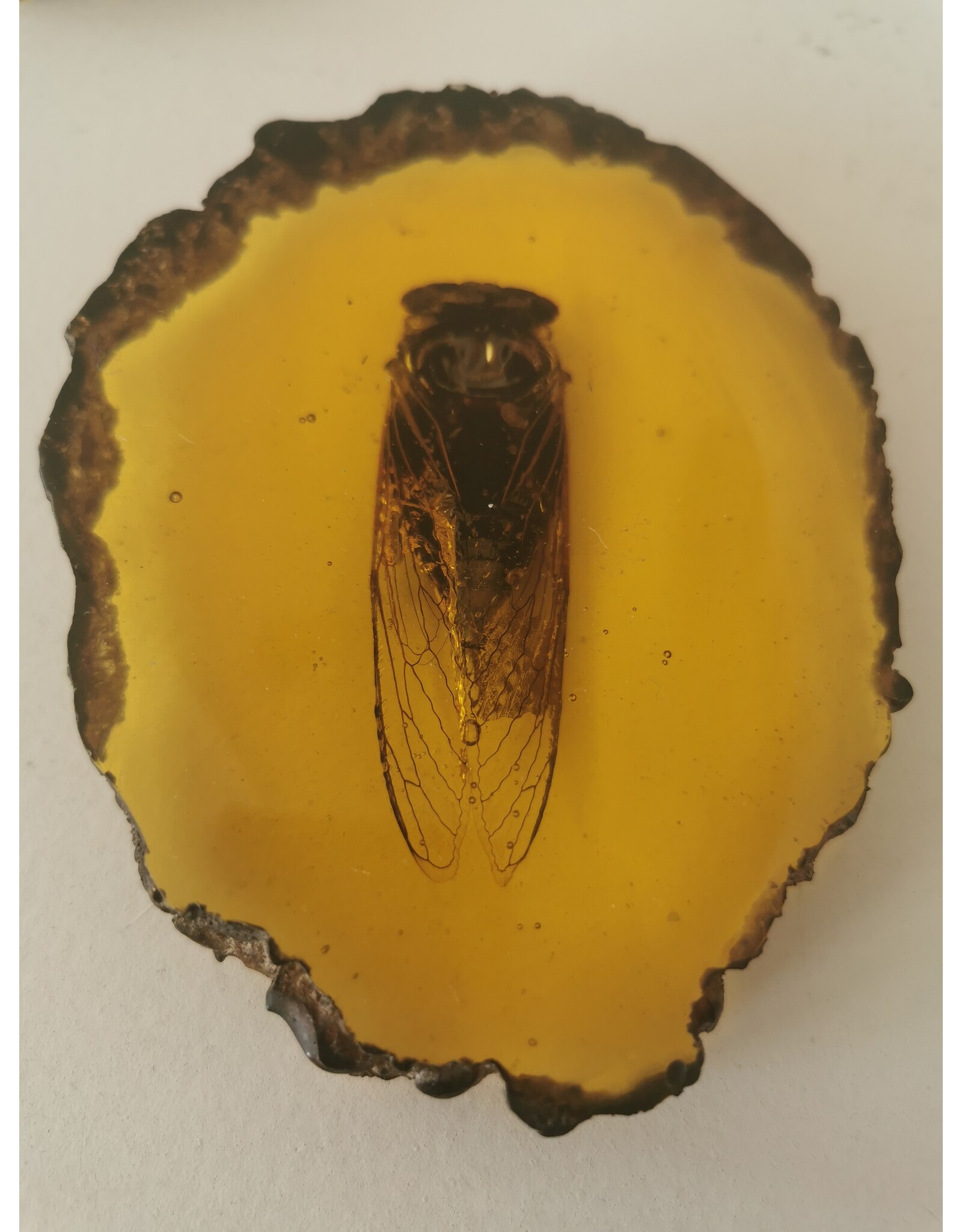 Trukado Miscellaneous - Cicada Fossil Cast in Resin 11cm