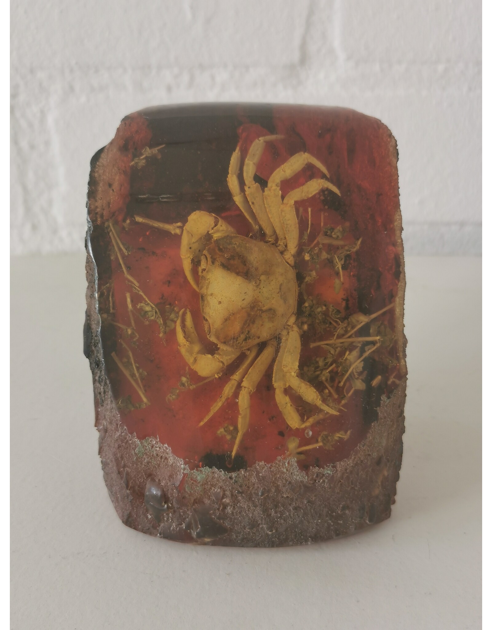 Trukado Miscellaneous - Krab Fossiel Gegoten in Kunsthars