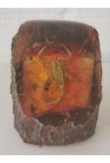 Trukado Miscellaneous - Schorpioen Fossiel Gegoten in Kunsthars
