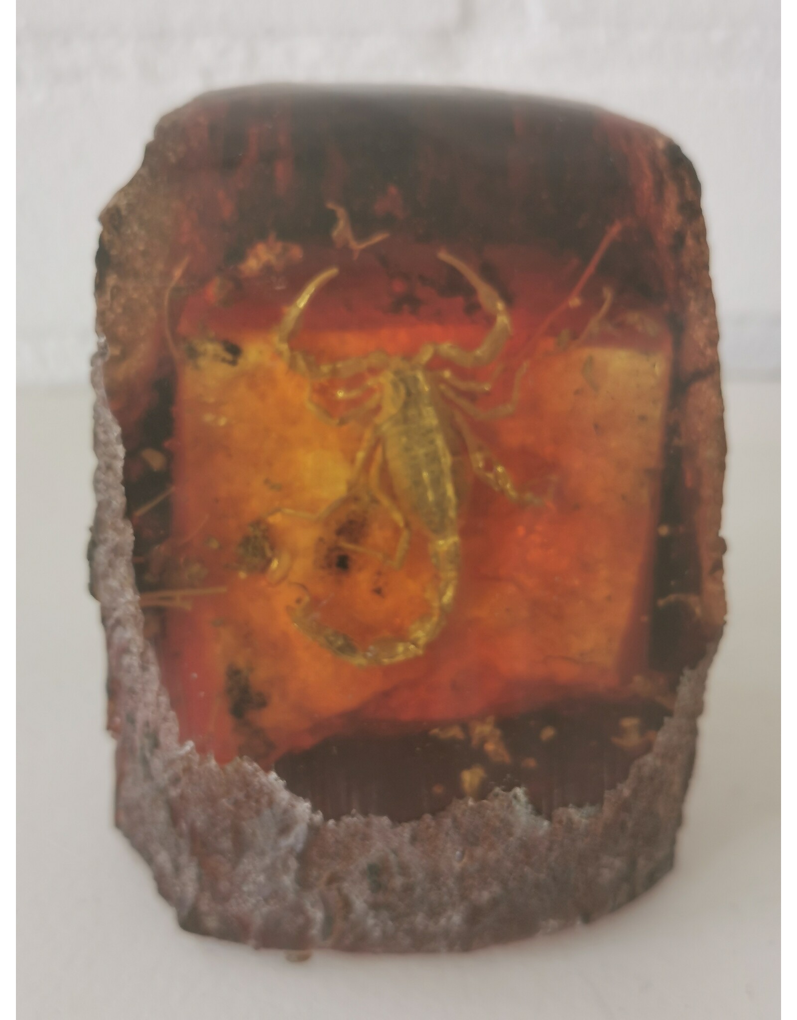 Trukado Miscellaneous -  Scorpion Fossil Cast in Resin