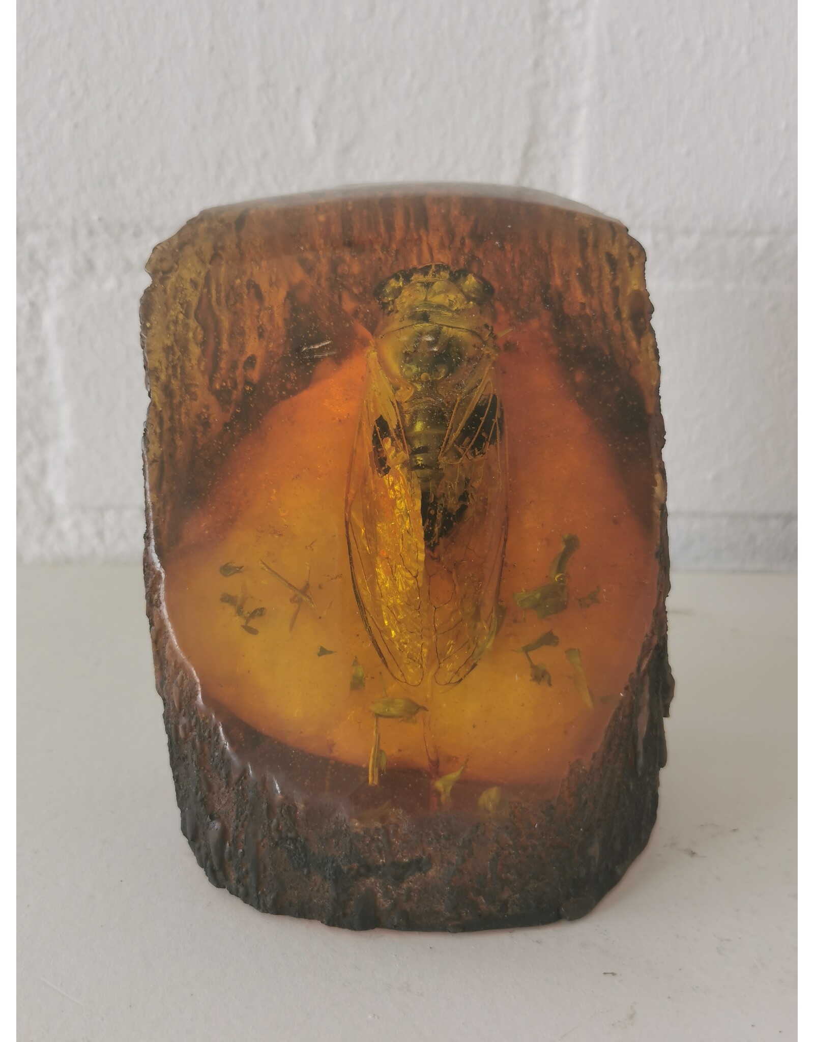 Trukado Miscellaneous -  Cicada Fossil Cast in Resin 9cm