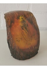 Trukado Miscellaneous -  Cicada Fossil Cast in Resin 9cm