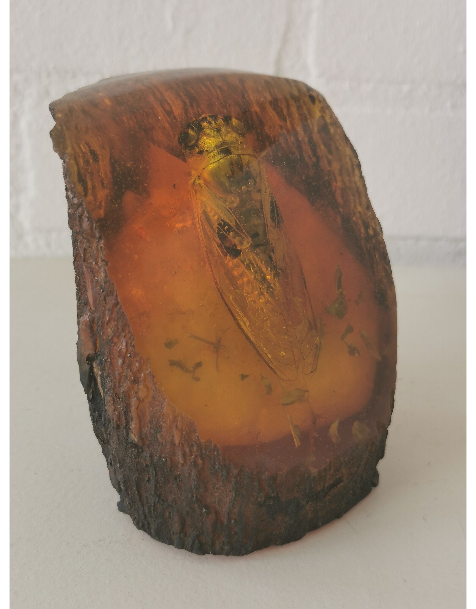 Trukado Miscellaneous -  Cicada Fossil Cast in Resin 9cm