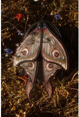 Restyle Fantasy tassen en portemonnees - Metamorphosis Rugzak Nachtvlinder met bewegende vleugels