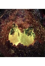 VG Giftware & Lifestyle - Draken op Rots Kristallen Geode met LED-licht 21cm