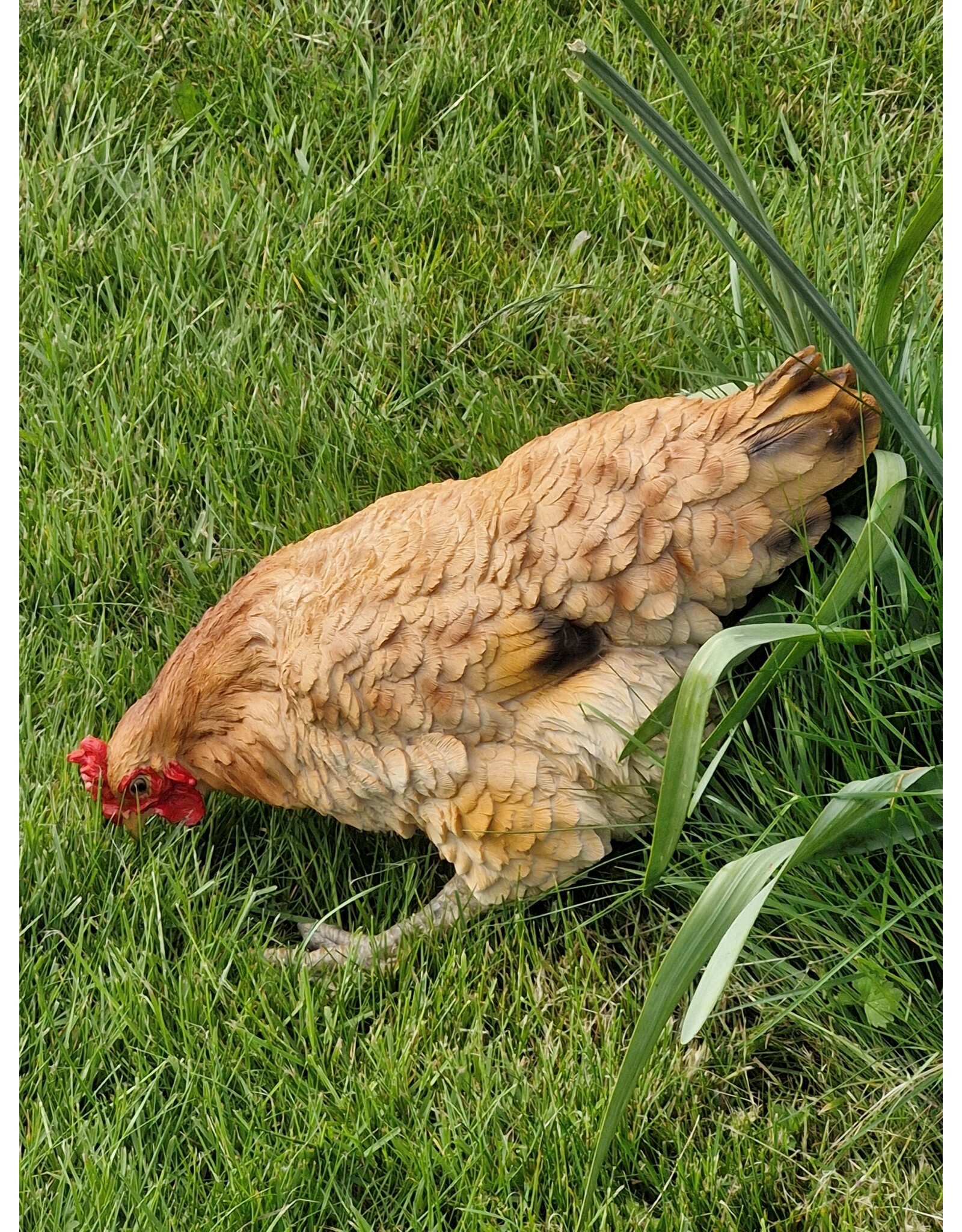 JB Giftware Figurines Collectables - Chicken figurine – highly realistic