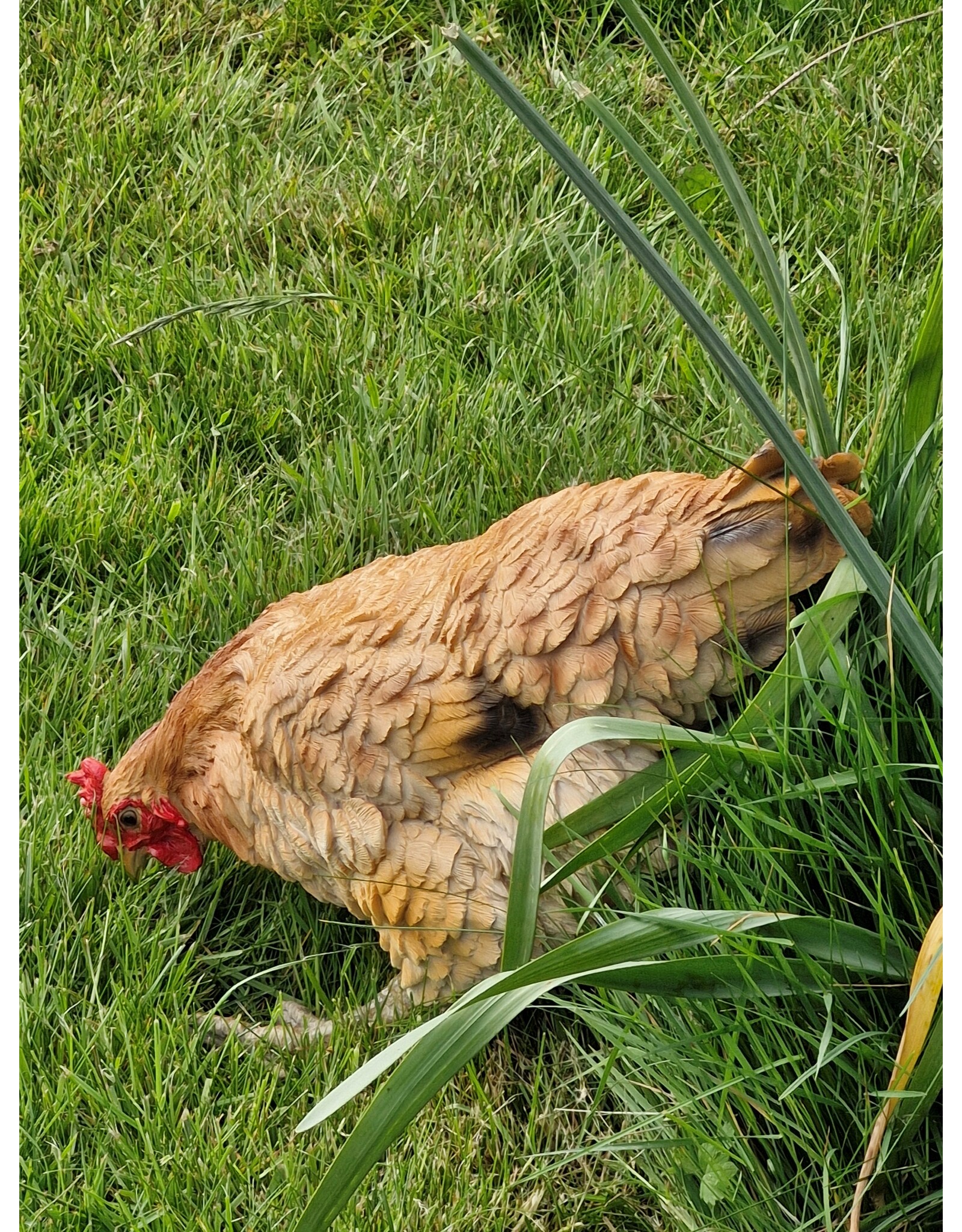 JB Giftware Figurines Collectables - Chicken figurine – highly realistic