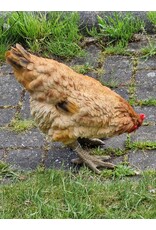 JB Giftware Beelden Collectables - Kip  beeldje - zeer realistisch