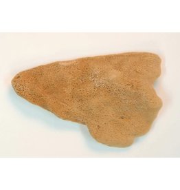 seladon spons olifantsoor 8-12 cm