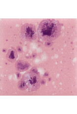 MAYCO CG1014 Pink plum 118 ml