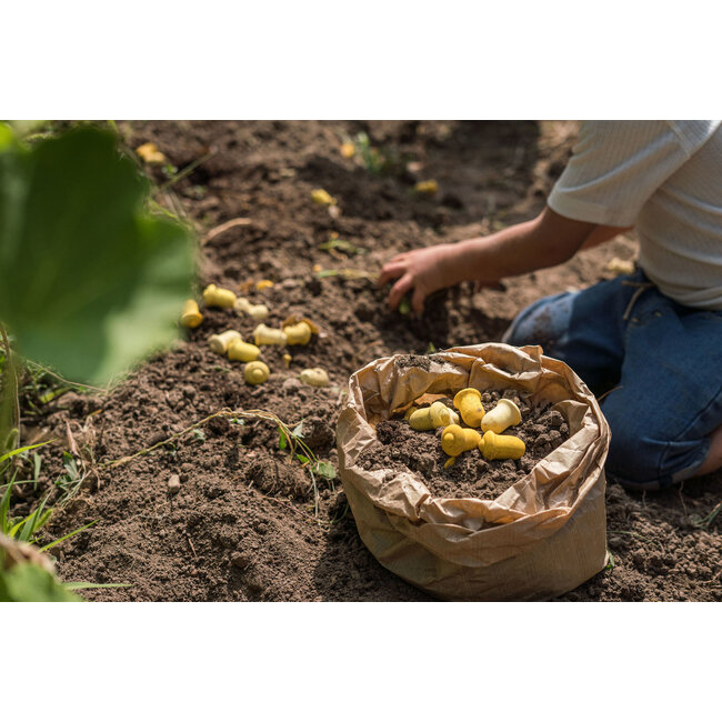 Grapat Mandala Gele Tulpen