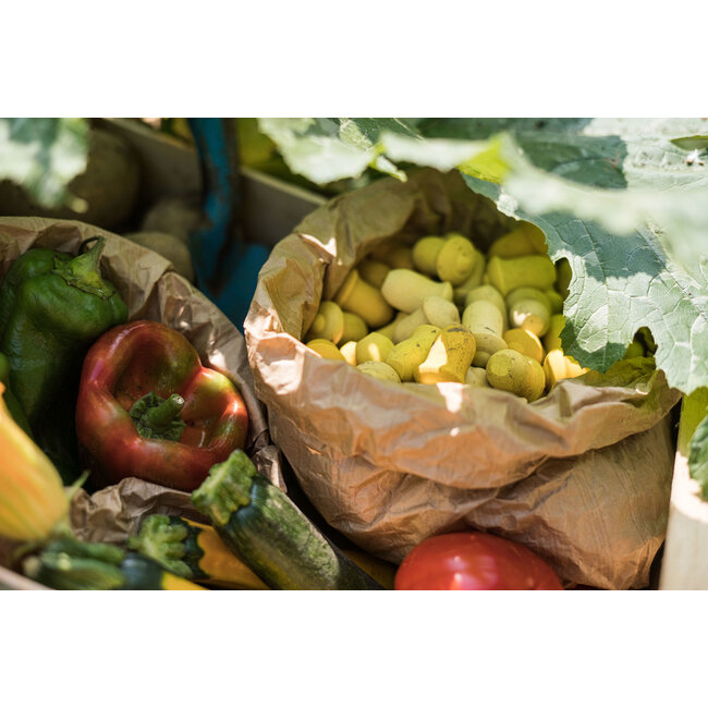 Grapat Mandala Gele Tulpen