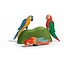 Ostheimer Papagaai kleurrijk