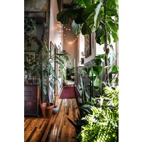 Wonderplants 2 - Planten in je interieur