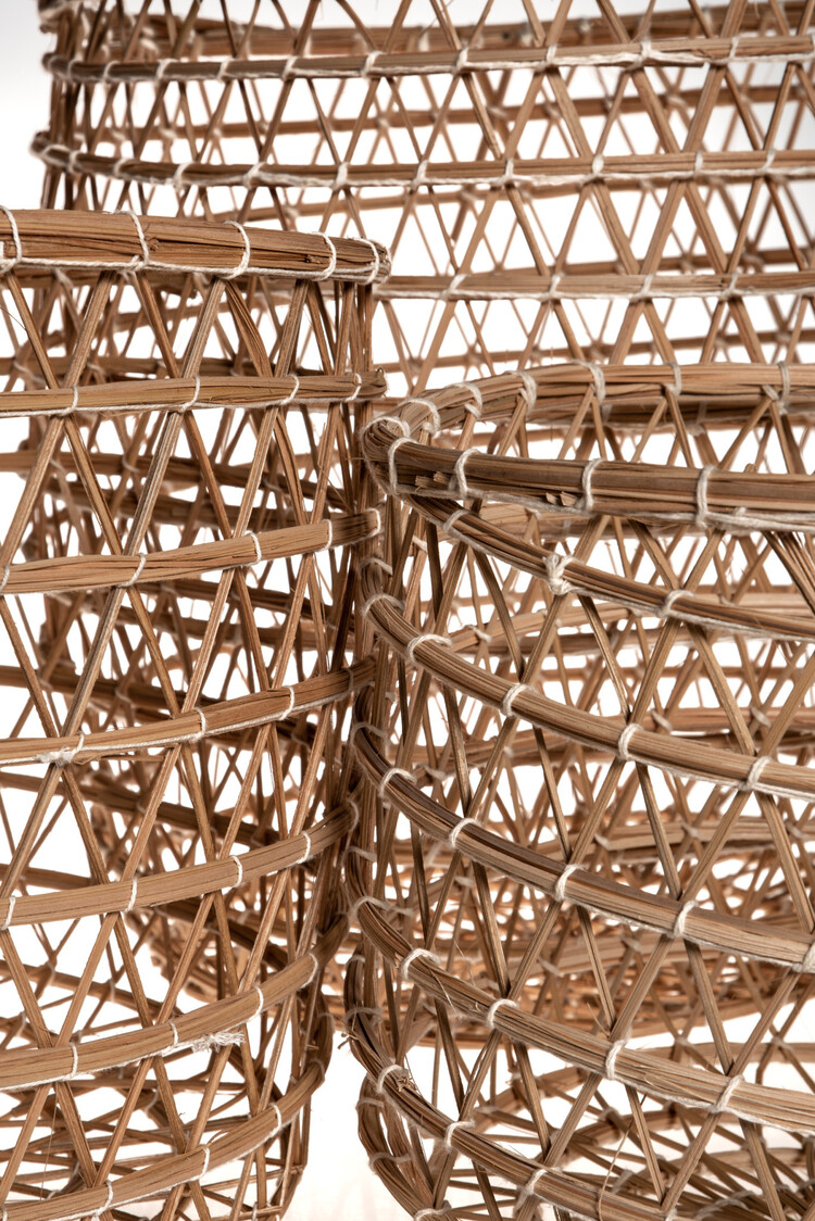 Basket date palm 'Oasis'