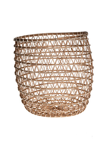 Basket date palm 'Oasis'