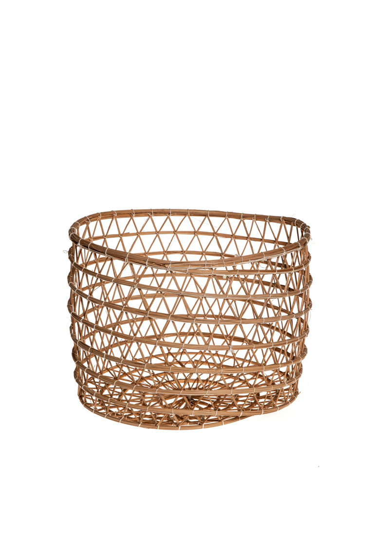 Basket date palm 'Oasis'