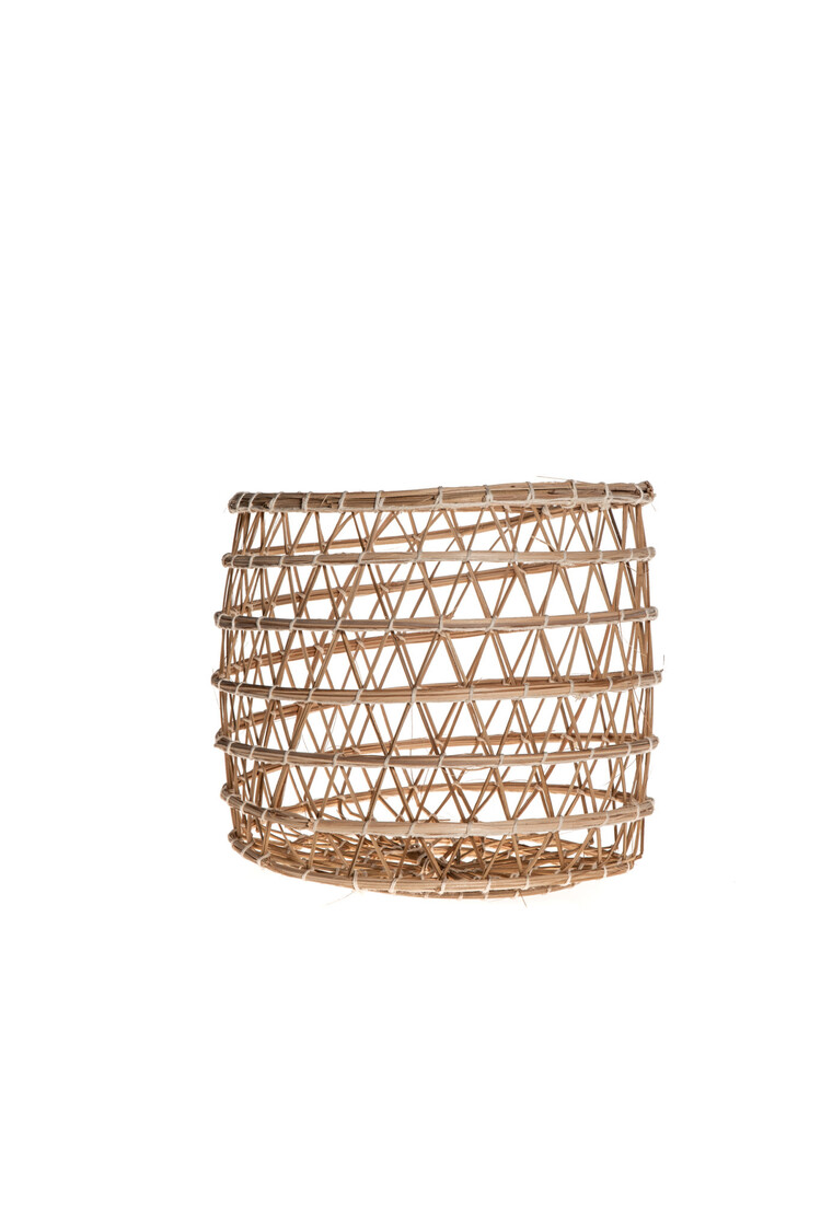 Basket date palm 'Oasis'