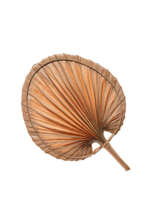 Decorative fan palm  S
