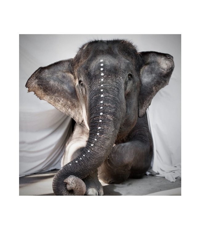 Elephant Adele  - canvas