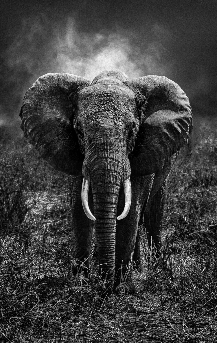 Serge Anton - Elephant