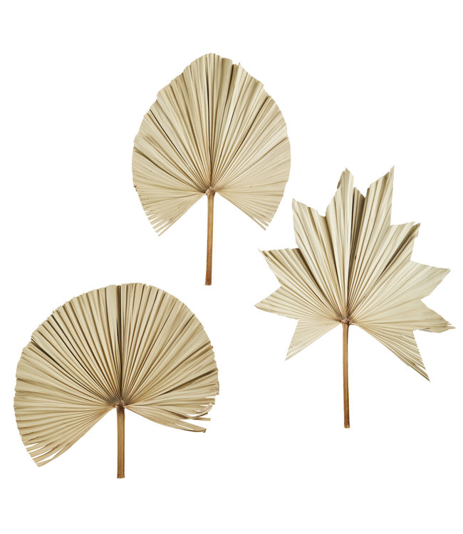 Set of 3 palm leaves