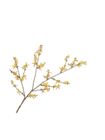 Silk-ka Forsythia spray yellow 89cm
