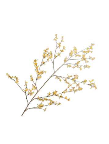 Silk-ka Forsythia tak geel 167 cm