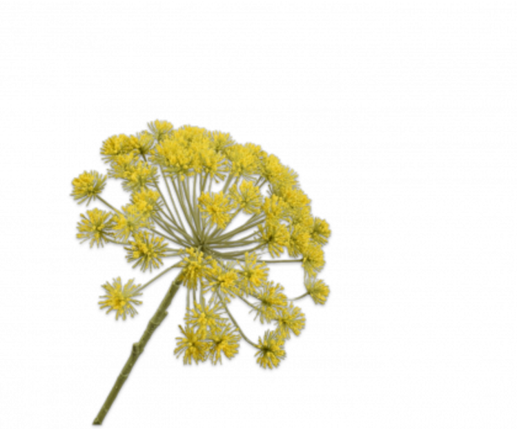 Silk-ka Queen An Lace stem yellow 81 cm