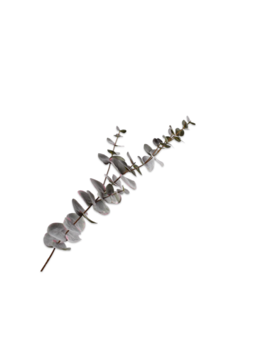 Silk-ka Eucalyptus spray grey 75 cm