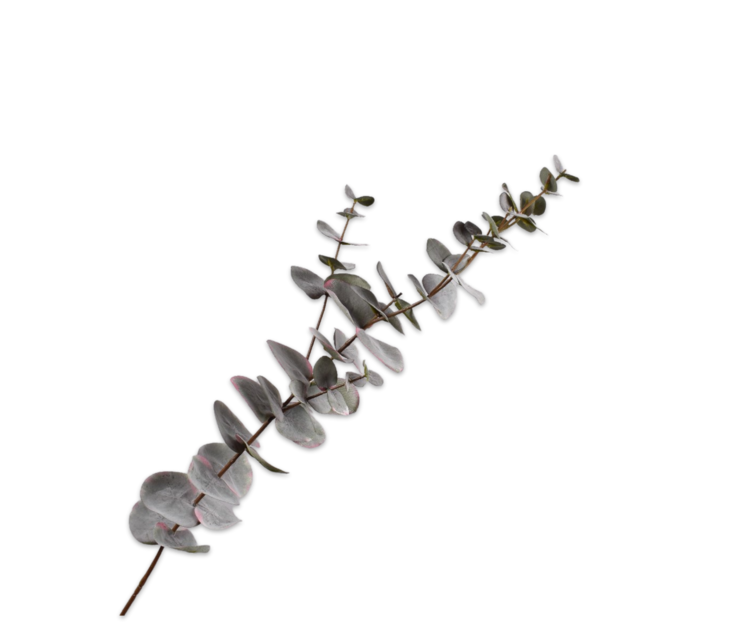 Silk-ka Eucalyptus tak grijs 75 cm