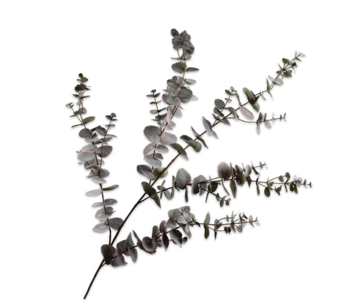 Silk-ka Eucalyptus spray grey 143 cm