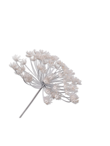 Silk-ka Hogweed stem cream 105 cm