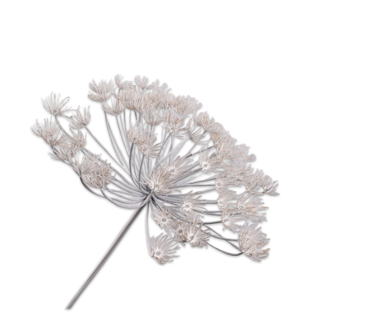 Silk-ka Hogweed stem cream 105 cm