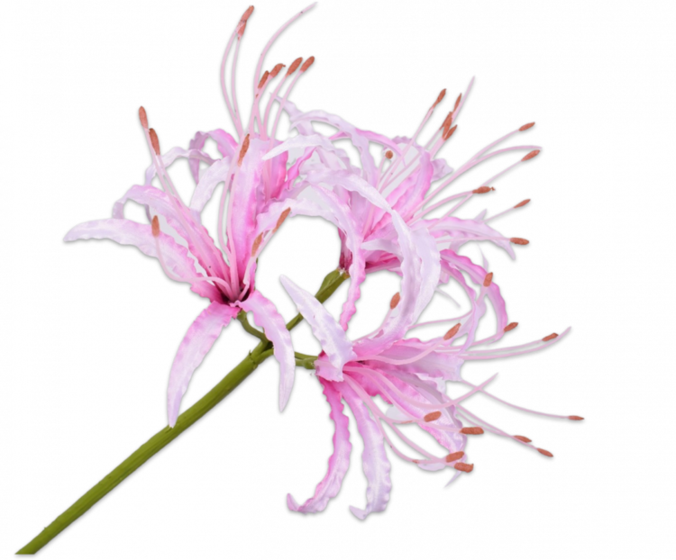 Silk-ka Nerine stem pink 90 cm