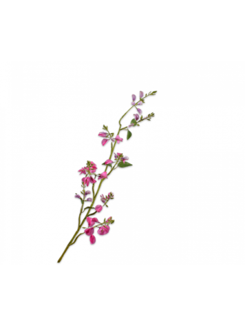 Silk-ka Lathyrus Beauty Tak