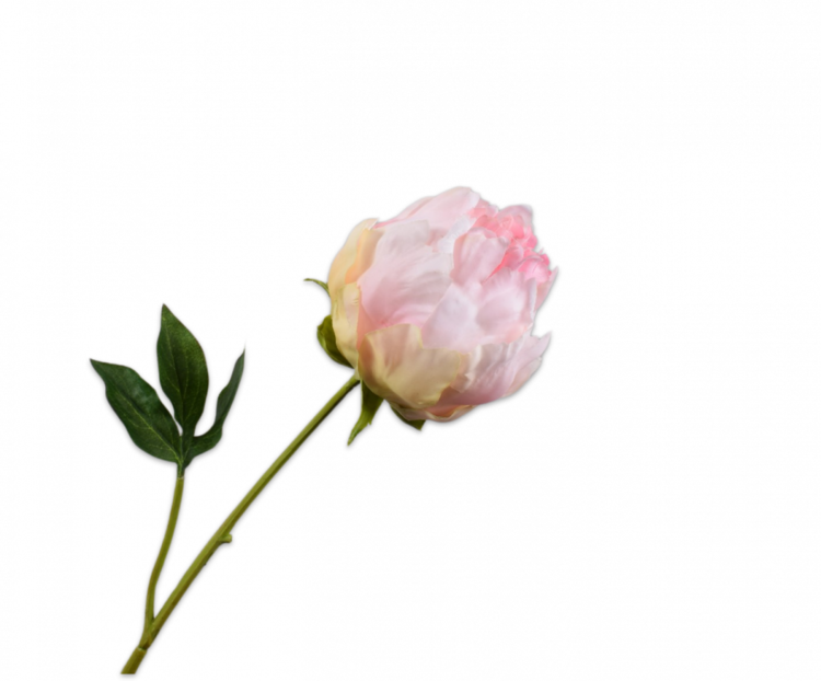 Silk-ka Peony Stem Peach