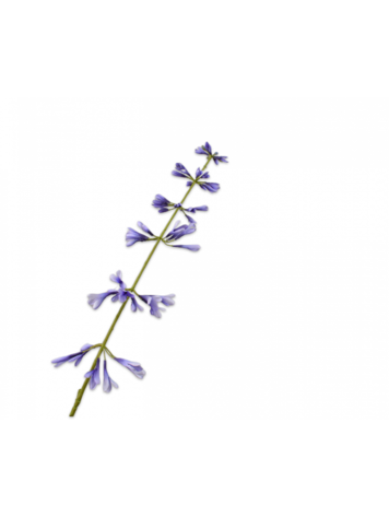 Silk-ka Salvia Stem Blue