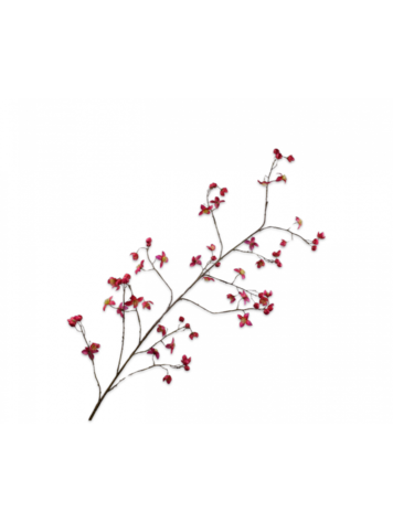 Silk-ka Thalictrum Tak Beauty