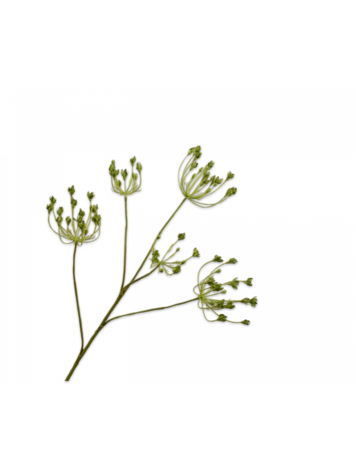 Silk-ka Queen An Lace Spray Green