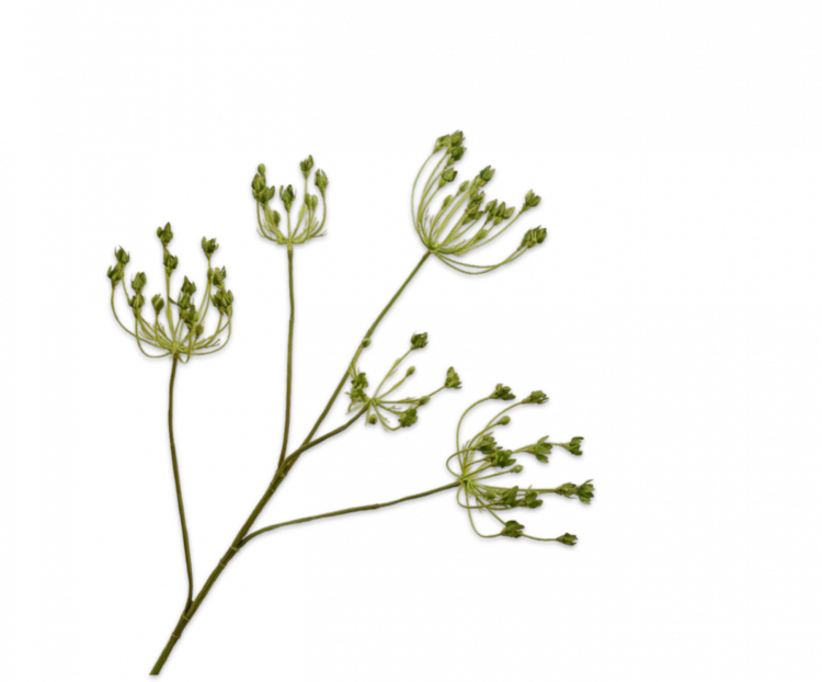 Silk-ka Dille Tak Groen