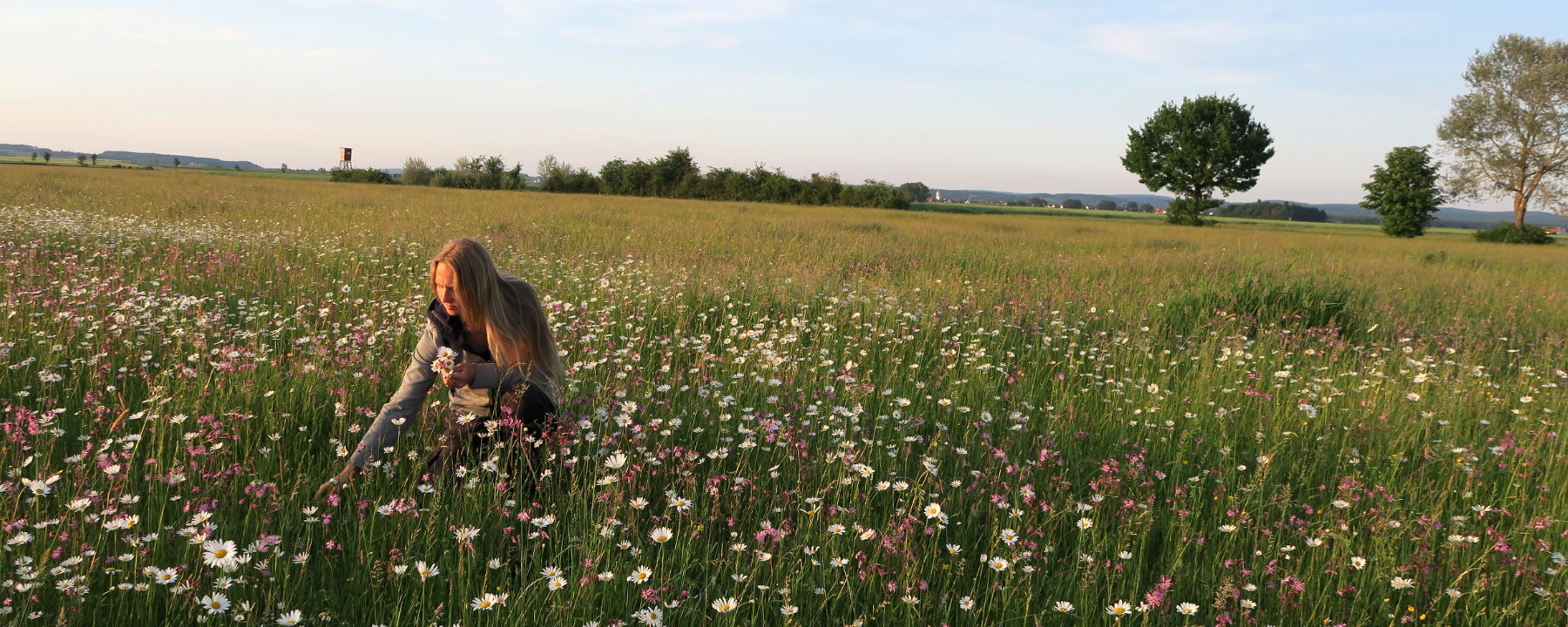 Blumenwiese