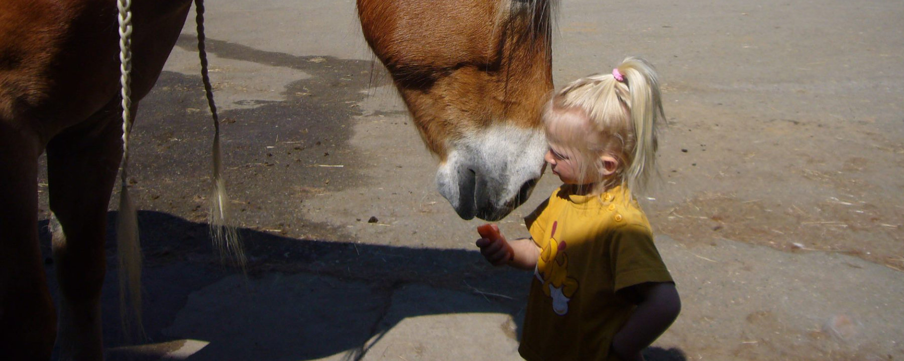 Kundenstimmen & Erfahrungen – Semhof Bio-Pferdefutter