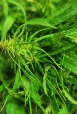 Semhof Bio Hanfpellets mit natürlichem CBD